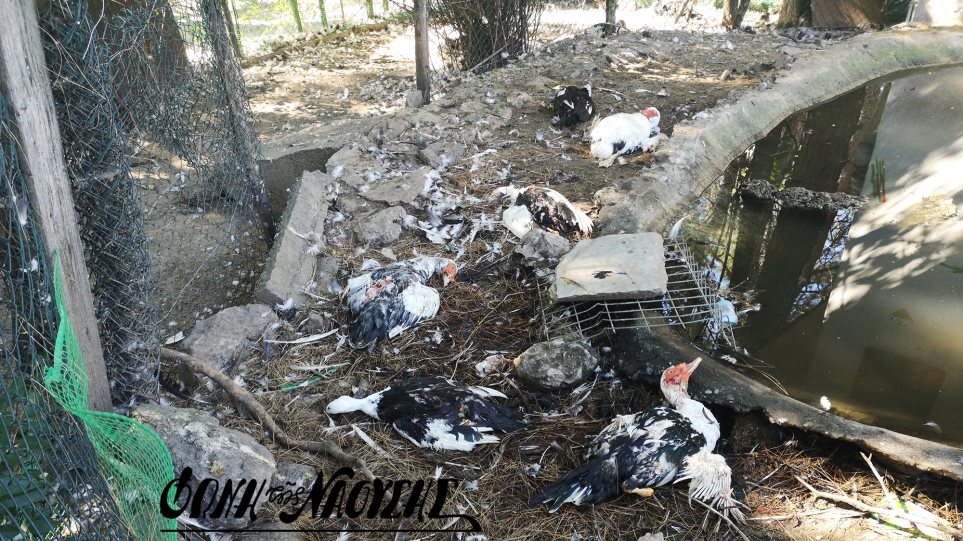 Θανάτωσαν 30 χήνες και πάπιες σε πάρκο στη Νάουσα - Σοκαριστικές εικόνες - Φωτογραφία 1