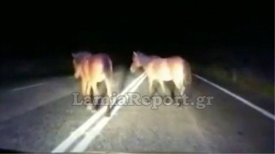 Φθιώτιδα: Οδηγοί «πέφτουν» πάνω σε άλογα στη μέση του δρόμου - Βίντεο - Φωτογραφία 1