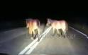Φθιώτιδα: Οδηγοί «πέφτουν» πάνω σε άλογα στη μέση του δρόμου - Βίντεο