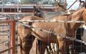 Γαλλία: Συνελήφθη ύποπτος για τους ακρωτηριασμούς αλόγων