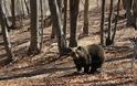 Νεαρή αρκούδα νεκρή από τροχαίο στην Καστοριά