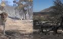 Κερατέα: Αποκαΐδια και εικόνες καταστροφής την επόμενη μέρα της μεγάλης φωτιάς - Ζημιές σε πάνω από 30 σπίτια - Φωτογραφία 1