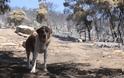Κερατέα: Αποκαΐδια και εικόνες καταστροφής την επόμενη μέρα της μεγάλης φωτιάς - Ζημιές σε πάνω από 30 σπίτια - Φωτογραφία 11