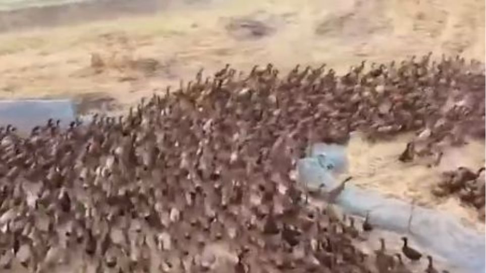 Ταϊλάνδη: Χιλιάδες πάπιες επελαύνουν σε χωράφι - Βίντεο - Φωτογραφία 1