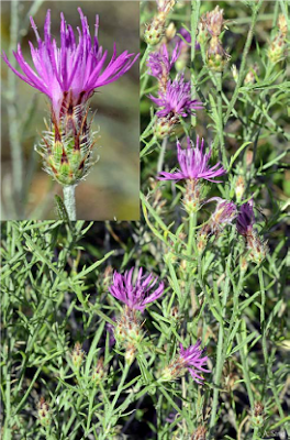 Νέο είδος φυτού εντοπίστηκε για πρώτη φορά στο όρος Ντέβας, στις Πρέσπες - Φωτογραφία 1