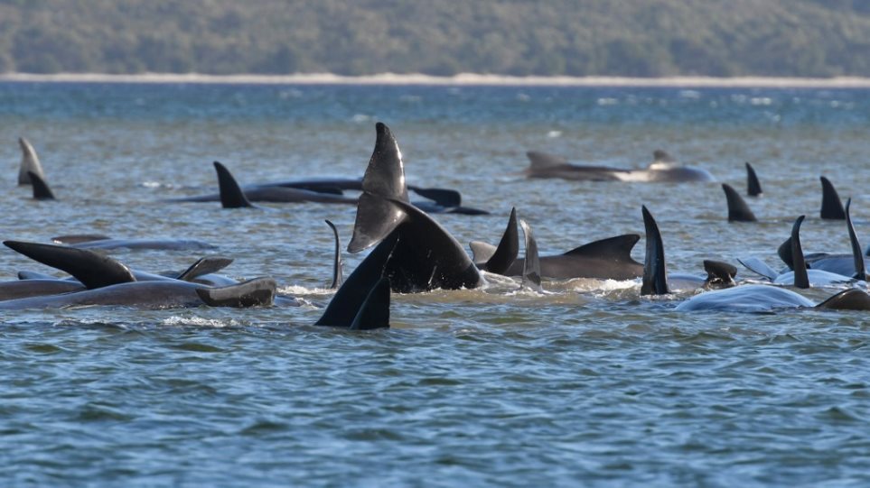 Μάχη για τη διάσωση δεκάδων φαλαινών που έχουν εξωκείλει στην Τασμανία - Απίστευτες εικόνες - Φωτογραφία 1