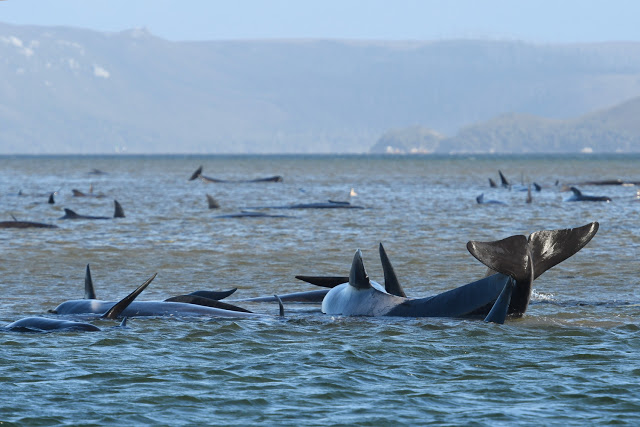 Οικολογική τραγωδία στην Αυστραλία: Νεκρές εκατοντάδες φάλαινες - Φωτογραφία 1
