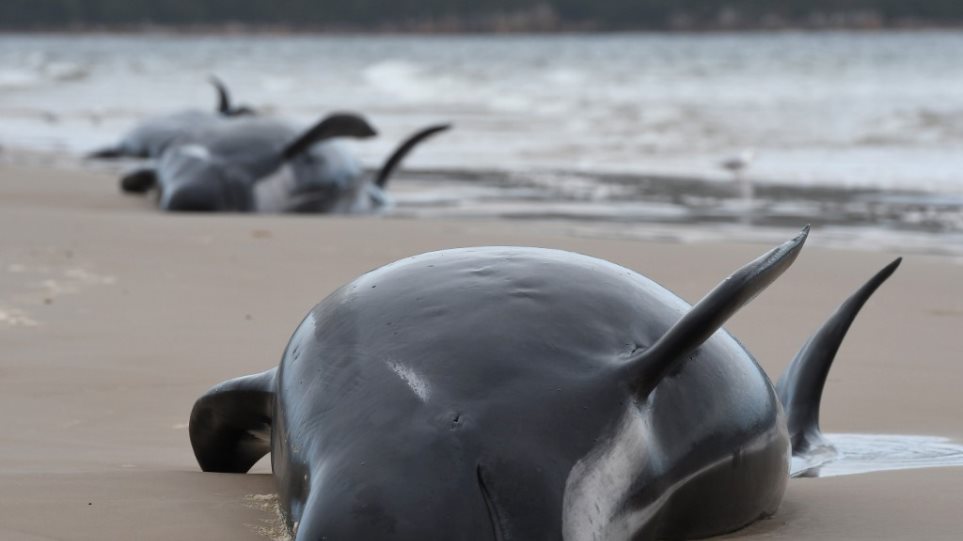 Τασμανία: 380 από τις 470 φάλαινες που εξώκειλαν είναι νεκρές!  ΒΙΝΤΕΟ - Φωτογραφία 1