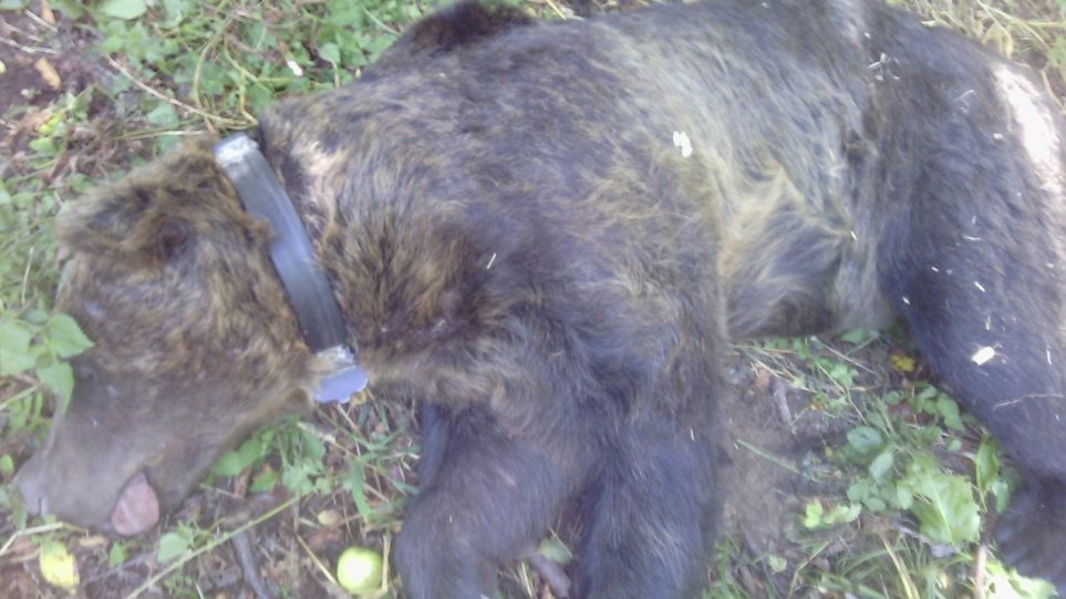 Φλώρινα: Επιχείρηση διάσωσης για αρκούδα 250 κιλών που παγιδεύτηκε σε συρμάτινη θηλιά - Φωτογραφία 1