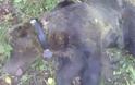 Φλώρινα: Επιχείρηση διάσωσης για αρκούδα 250 κιλών που παγιδεύτηκε σε συρμάτινη θηλιά
