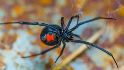 Στο νοσοκομείο του Ρίου 36χρονος από τσίμπημα μαύρης αράχνης - Φωτογραφία 1