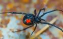 Στο νοσοκομείο του Ρίου 36χρονος από τσίμπημα μαύρης αράχνης