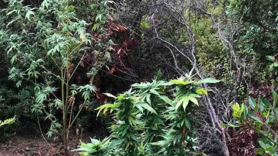Βρήκαν «ορφανή» φυτεία με 102 χασισόδεντρα - Φωτογραφία 1