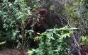 Βρήκαν «ορφανή» φυτεία με 102 χασισόδεντρα