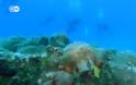 Αλόννησος: Εντυπωσιάζει το πρώτο υποβρύχιο μουσείο της Ελλάδας- βίντεο - Φωτογραφία 1