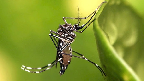 Τα κουνούπια ΔΕΝ μεταδίδουν τον κοροναϊό - Φωτογραφία 1