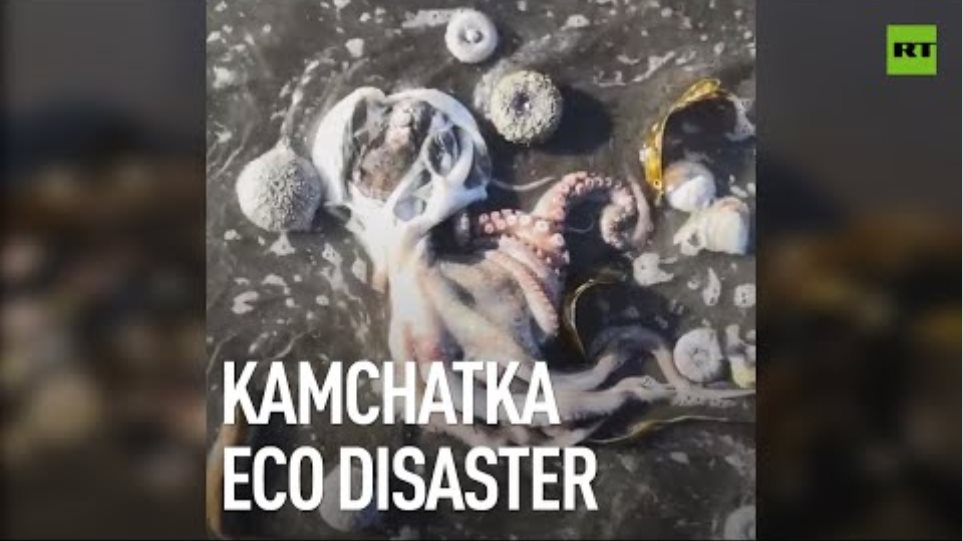 Ρωσία - Χερσόνησος της Καμτσάτκα: Ανυπολόγιστη οικολογική καταστροφή με χιλιάδες νεκρά ζώα - Φωτογραφία 2