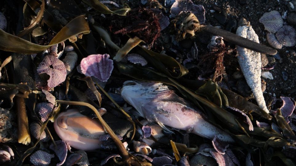 Ρωσία: Στρώμα ρύπων μήκους 40 χιλιομέτρων επιπλέει στον ωκεανό προκαλώντας μαζικούς θανάτους ζώων - Φωτογραφία 1