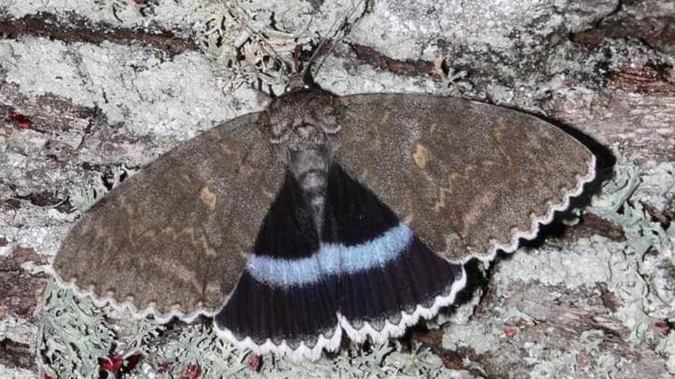 Τσερνόμπιλ: Ανακαλύφθηκε πεταλούδα σε μέγεθος πουλιού! - Φωτογραφία 1