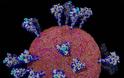 Νέες απίστευτα λεπτομερείς εικόνες του ιού από Κινέζους επιστήμονες - Φωτογραφία 2
