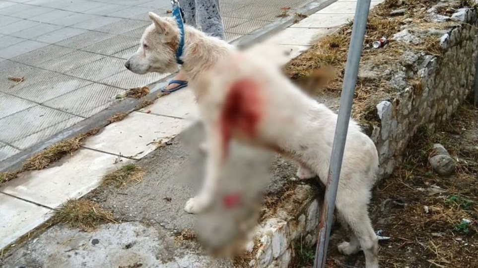 Νίκαια: Καθηγητής μαχαίρωνε σκύλο στα πλευρά στη μέση του δρόμου - Φωτογραφία 1