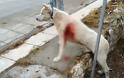 Νίκαια: Καθηγητής μαχαίρωνε σκύλο στα πλευρά στη μέση του δρόμου