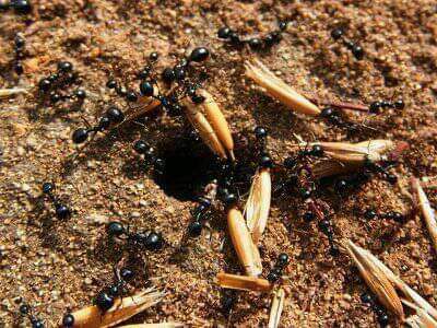 Το μυρμήγκι περιμένει να γίνη το σιτάρι, και η κενοδοξία να συναχθή ο πνευματικός πλούτος... - Φωτογραφία 1
