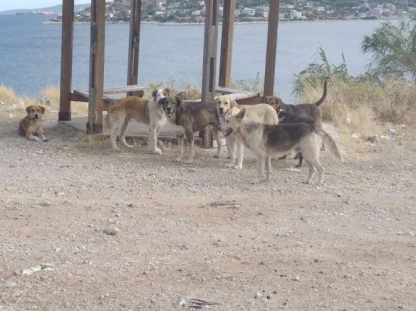  Παράτησαν στη Σαλαμίνα 4.000 σκυλιά που τους ήταν βάρος. Ο Δήμος ζητά βοήθεια - Φωτογραφία 1
