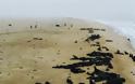 Μυστήριο στη Ναμίμπια: Πάνω από 5.000 μωρά φώκιας ξεβράστηκαν στις ακτές - Φωτογραφία 1