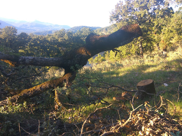 Λαθροϋλοτόμοι συνεχίζουν να κόβουν αιωνόβιες δρύες(βελανιδιές) από το δάσος του Ξηρομέρου! - Φωτογραφία 2