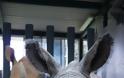 Νέο «μωρό» στο Disney Animal Kingdom - Γεννήθηκε λευκός ρινόκερος (Φωτος) - Φωτογραφία 2