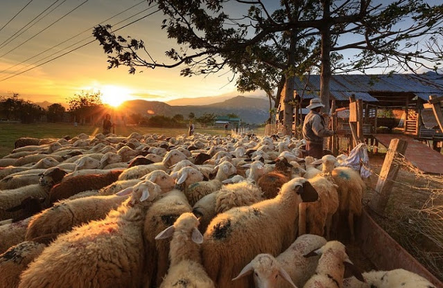Πωλούνται πρόβατα παλιάς ράτσας στο Θέρμο - Φωτογραφία 1