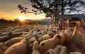 Πωλούνται πρόβατα παλιάς ράτσας στο Θέρμο
