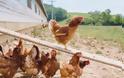 Γρίπη των πτηνών: Στην σφαγή 200.000 πουλερικών προχωρούν στην Ολλανδία