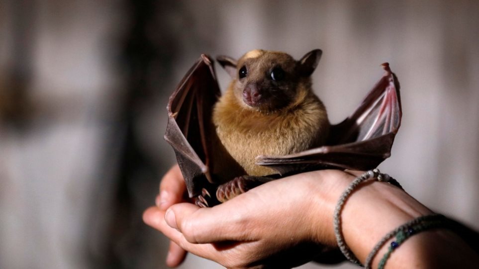 Επιστήμονες από Γερμανία και ΗΠΑ: Άρρωστες νυχτερίδες κρατούν αποστάσεις για να μην κολλήσουν τις άλλες - Φωτογραφία 1
