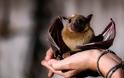 Επιστήμονες από Γερμανία και ΗΠΑ: Άρρωστες νυχτερίδες κρατούν αποστάσεις για να μην κολλήσουν τις άλλες