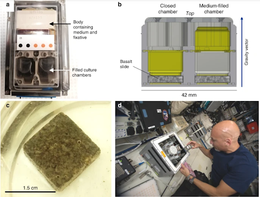 Μικρόβια που τρώνε πετρώματα, θα βοηθήσουν στις εξορύξεις στο διάστημα - Φωτογραφία 1