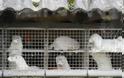 Βιζόν: Ευθανασία σε χιλιάδες ζώα - Αγωνία για μετάλλαξη του ιού