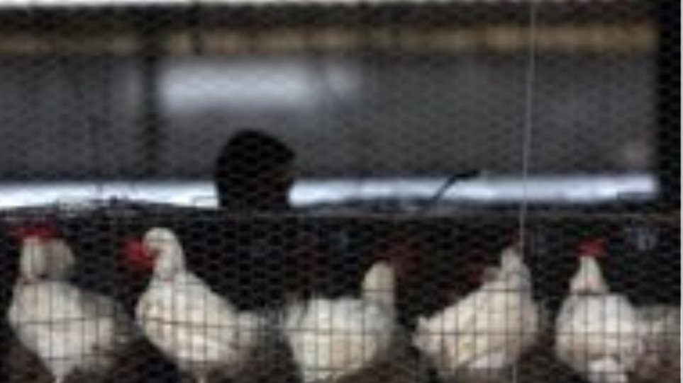 Δανία θανατώνει 25.000 κοτόπουλα - Κρούσματα γρίπης των πτηνών σε αγρόκτημα - Φωτογραφία 1