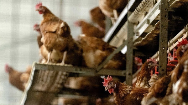 Η Δανία θανατώνει 25.000 κοτόπουλα γιατί εντόπισε γρίπη των πτηνών - Φωτογραφία 1