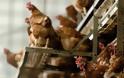 Η Δανία θανατώνει 25.000 κοτόπουλα γιατί εντόπισε γρίπη των πτηνών