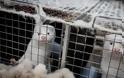 Θετικά στον κορονοϊό μινκ σε 8 εκτροφεία - Προς θανάτωση 5.000 γουνοφόρα ζώα