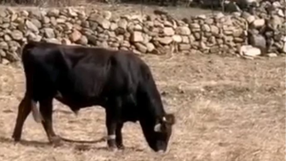 Εικόνες ντροπής με «παστουρωμένο» ταύρο σε κτήμα της Μυκόνου - Φωτογραφία 1
