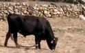 Εικόνες ντροπής με «παστουρωμένο» ταύρο σε κτήμα της Μυκόνου