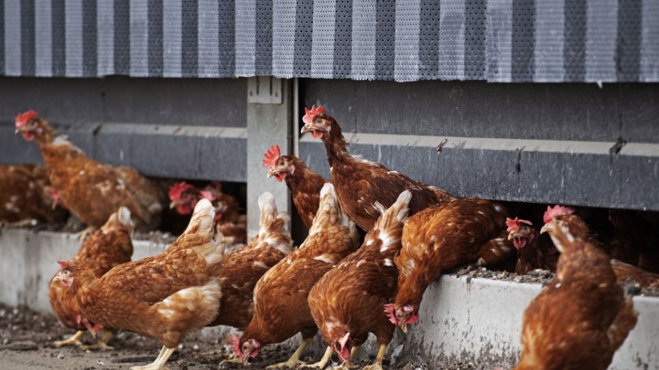 Ολλανδία: Θανατώθηκαν 190.000 πουλερικά λόγω της γρίπης των πτηνών - Φωτογραφία 1