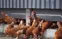 Ολλανδία: Θανατώθηκαν 190.000 πουλερικά λόγω της γρίπης των πτηνών