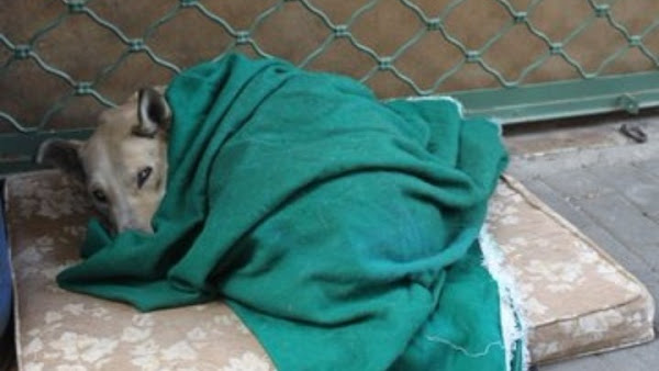 Πυροβόλησε και σκότωσε σκυλί., στο Ηράκλειο. Συνελήφθη - Φωτογραφία 1