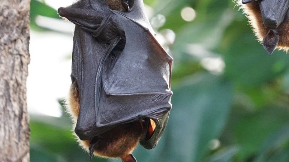 Ιοί συγγενικοί του SARS-Cov2 βρέθηκαν σε νυχτερίδες που φυλάσσονταν σε εργαστήρια Ιαπωνίας και Καμπότζης - Φωτογραφία 1