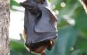 Ιοί συγγενικοί του SARS-Cov2 βρέθηκαν σε νυχτερίδες που φυλάσσονταν σε εργαστήρια Ιαπωνίας και Καμπότζης