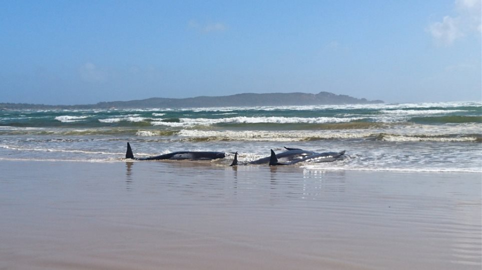 Νέα Ζηλανδία: Περίπου 100 φάλαινες και δελφίνια πέθαναν αφού εξόκειλαν σε απομονωμένα νησιά - Φωτογραφία 1